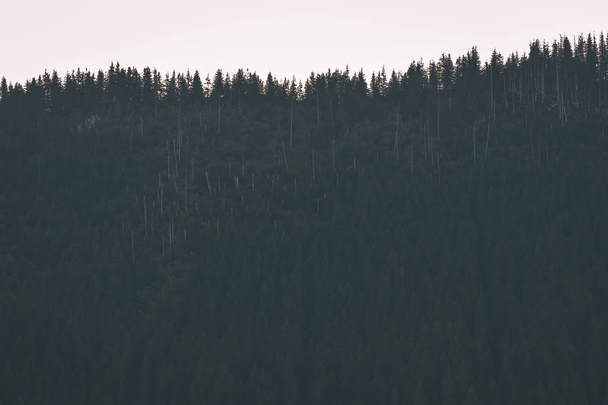 dark mountain covered with evergreen woods, Slovakia - Foto, Bild