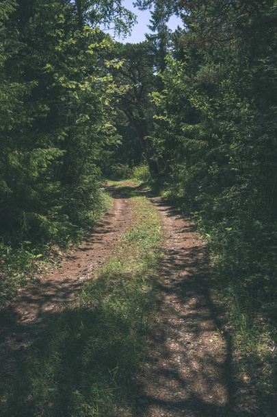 rural pathways in green summer forest - Foto, Imagen