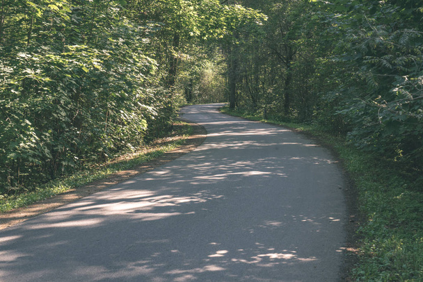 asphalt wavy road in forest in summer - Fotoğraf, Görsel