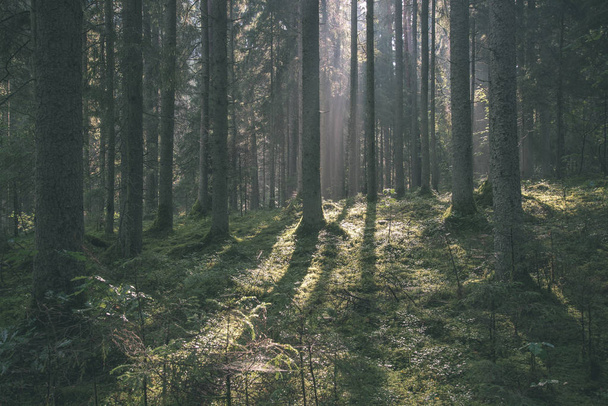 Morgensonne scheint durch Bäume im Sommerwald - Foto, Bild