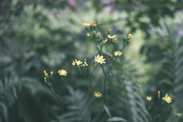 blühende Wildblumen, die in der sommerlichen Natur wachsen - Foto, Bild