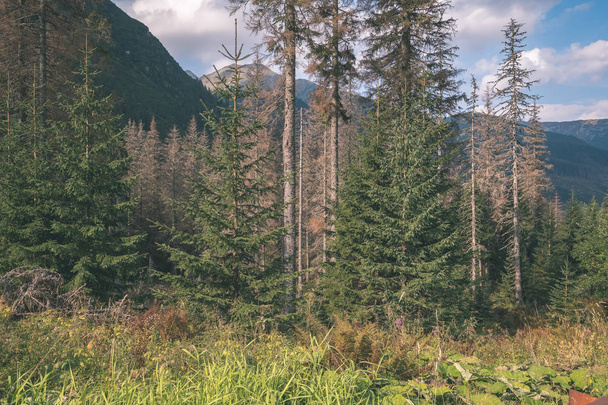 paysage de bois sempervirents dans les montagnes d'été
 - Photo, image