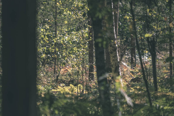underbrush in green summer forest in daylight - Φωτογραφία, εικόνα