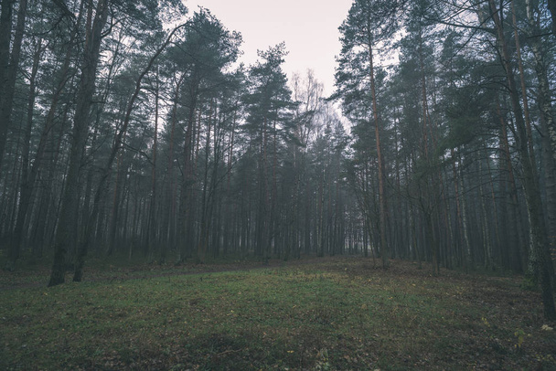 стовбури дерев високих ялин у лісі
  - Фото, зображення