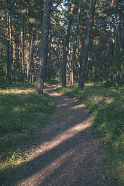 toeristische hiking trail spoor in groene zomer bos - Foto, afbeelding