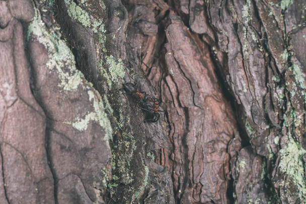 крупним планом стара текстура сухого дерева
 - Фото, зображення