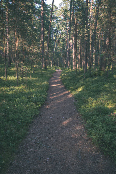 tourist hiking trail track in green summer forest - Foto, imagen