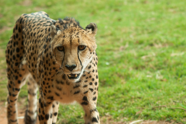 Gepard auf Streifzug - Foto, Bild