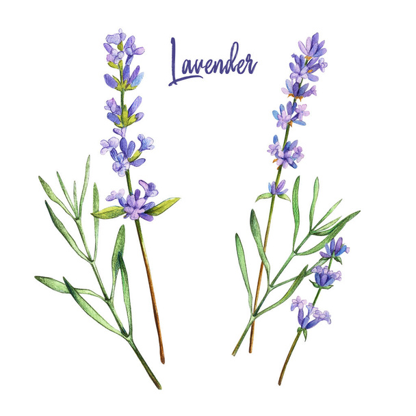 Lavender, watercolour illustration - Foto, Imagem