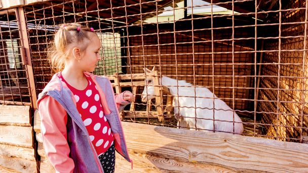 entzückendes Kind, das kleine Ziegen auf dem Bauernhof betrachtet. Glückliches Kind .  - Foto, Bild