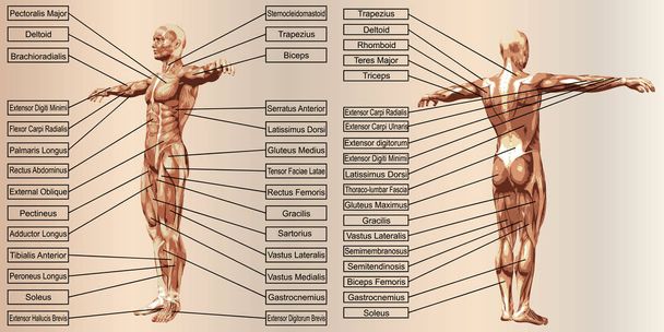 Концепция или концептуальная 3D человеко-человеческая анатомия человека и мышцы для спорта и текста на бежевом винтажном фоне или концептуальная 3D человеческая анатомия человека и мышцы для спорта и текста на бежевом винтажном фоне
 - Фото, изображение