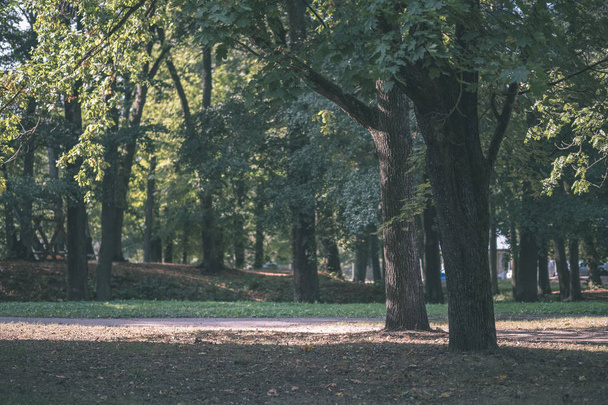 деревья и зеленая листва в солнечном парке
 - Фото, изображение