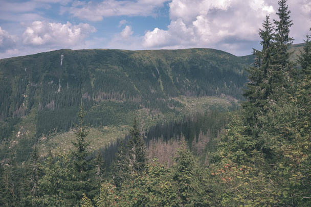 美しくタトラ山脈、スロバキア曇り空の下で森の中 - 写真・画像
