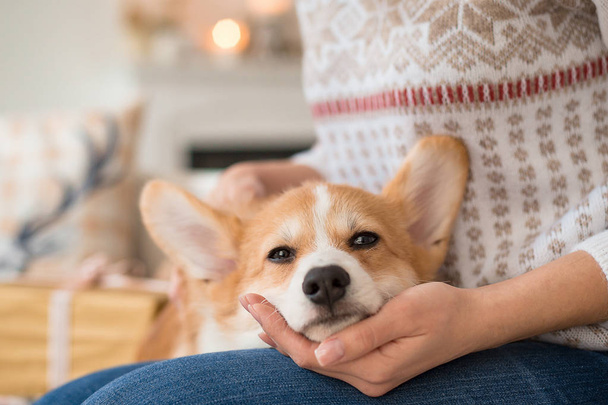 little puppy Welsh Corgi Cardigan lies on the couch on the lap of a girl in a white sweater - Fotoğraf, Görsel