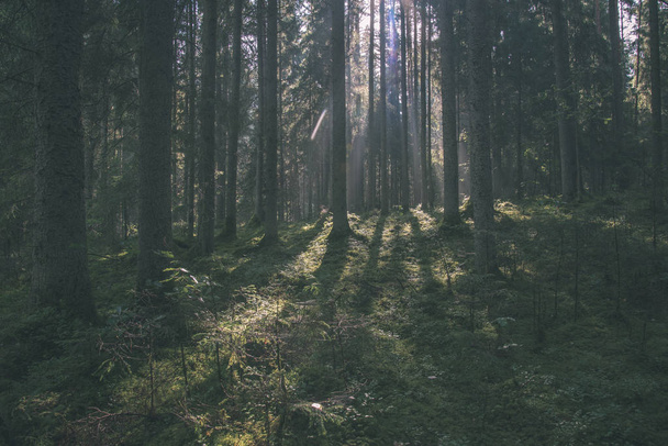 morning sunlight shining through trees in summer forest - Фото, изображение