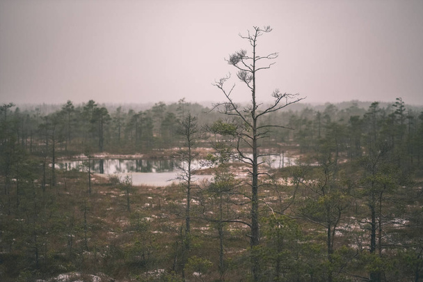 Krajina suché vzdálené jedle a smrky v bažině oblasti v zataženo - Fotografie, Obrázek