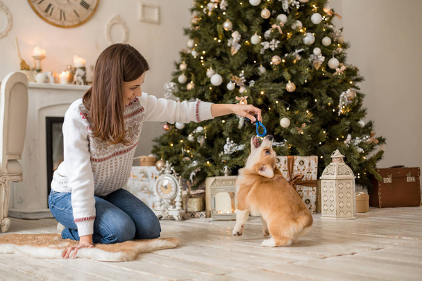 little puppy Welsh Corgi Cardigan plays with his leash with a girl in a white sweater - Fotoğraf, Görsel