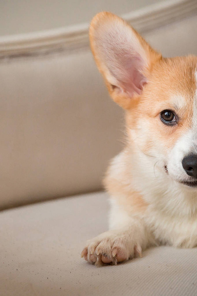 puppy Welsh Corgi Cardigan lies on the couch - Photo, image