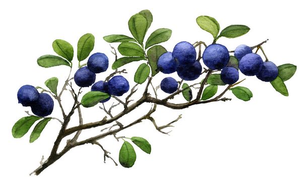 Érett blueberry gallyakból kezét elszigetelt fehér background akvarell festett képe - Fotó, kép