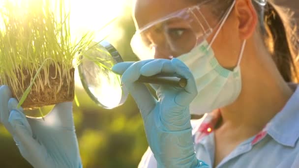 Γυναίκα επιστήμονας σε προστατευτικά δίοπτρα και μια μάσκα εξετάζει ενός δείγματος από χώμα και φυτά μέσα από ένα μεγεθυντικό φακό - Πλάνα, βίντεο