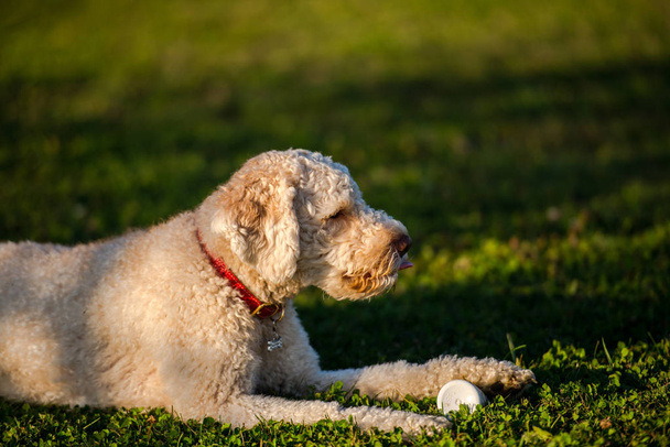 Shutter poodle dog lying on green grass meadow with ball  - Fotoğraf, Görsel