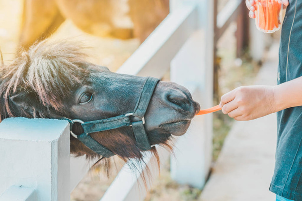 Menino alimentando cavalo em sua fazenda através de uma cerca de madeira branca
. - Foto, Imagem
