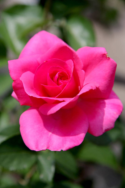 Κοντινό πλάνο του φρέσκο κόκκινο τριαντάφυλλο στον κήπο με χώρο για να αντιγράψετε κείμενο ή αναχώρηση ρύθμιση λουλουδιών εστίαση ως φόντο - Φωτογραφία, εικόνα