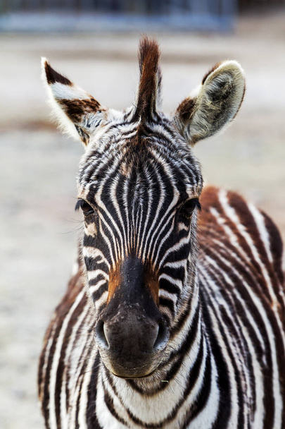Tête, face au gros plan de Zebra. Artiodactyla mammifères zèbres dans la cage du zoo. Savane d'animaux sauvages, prairie. focus sélectif
 - Photo, image