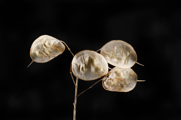 Honesty seed pods isolated against black - Foto, imagen