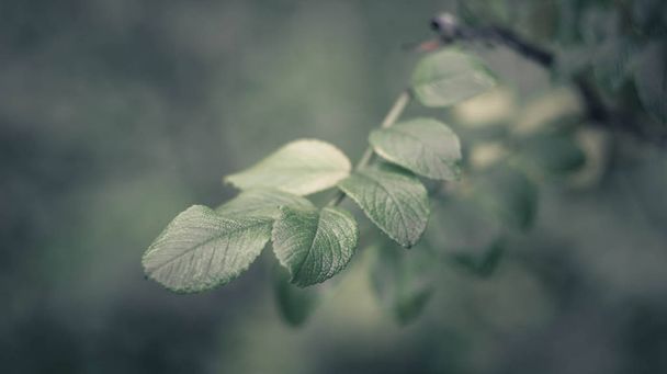 Green leaves, close up view - Фото, изображение