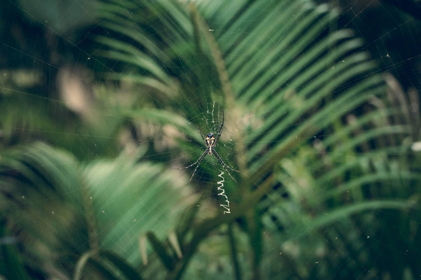 パーム蜘蛛とその web。バリ島. - 写真・画像