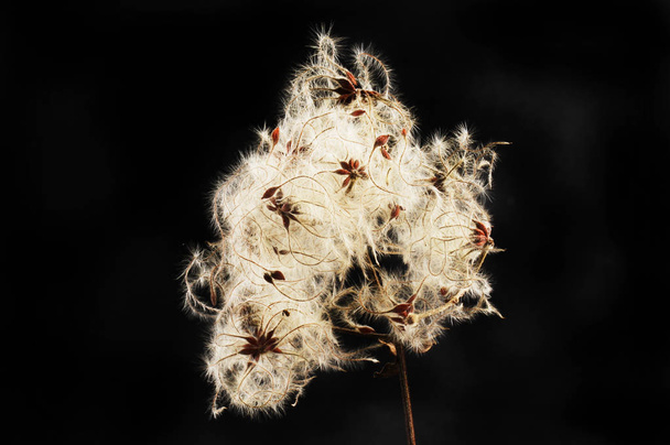 Old man's beard, Clematis alba, seeds isolated against black - Photo, Image