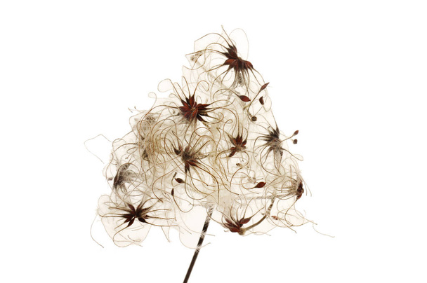 Wild clematis, Clematis vitalba, seeds isolated against white - Φωτογραφία, εικόνα