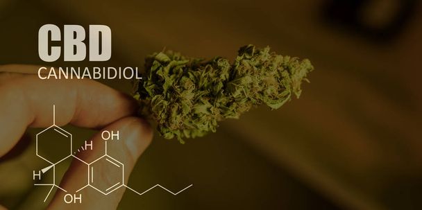 chemical formulas of elements THC CBD in marijuana medical strains - Photo, Image
