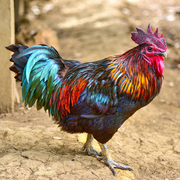 A close-up of colorful rooster with red cockscomb, native breed chicken in southeast asia. - Photo, Image