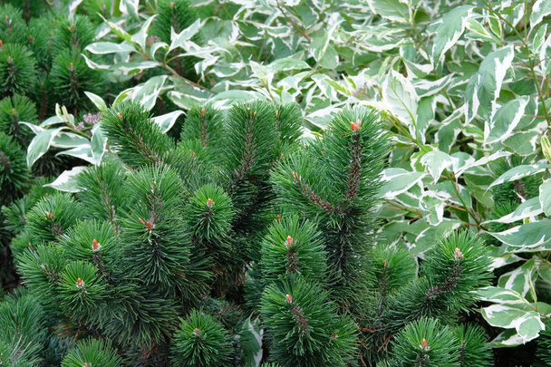 Green fresh fir branch against the background of beautiful leaves. Landscape design. - Photo, image