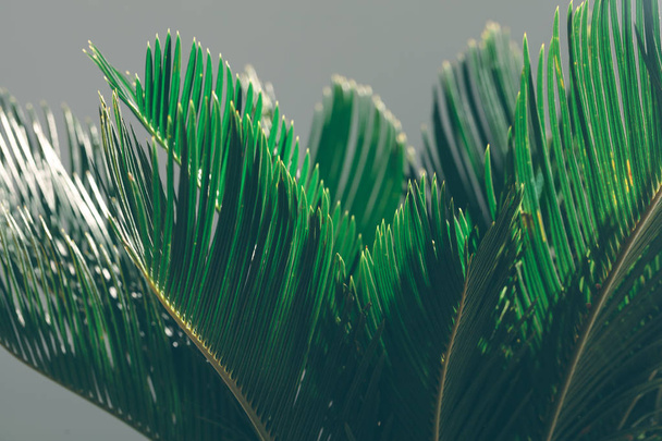 Eksoottinen palmu harmaalla pohjalla. Cycas revolutas, trooppiset lehdet
. - Valokuva, kuva