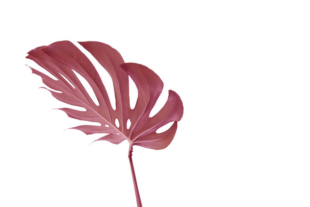 Pink leaves of monstera on a white background. Palette of purple tropical leaves monstera in the style fine art. - Fotó, kép