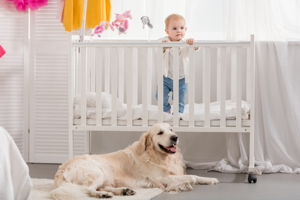 adorable kid stoi w łóżeczku, Puszyste złoty pies myśliwski, leżąc na podłodze w pokoju dzieci - Zdjęcie, obraz