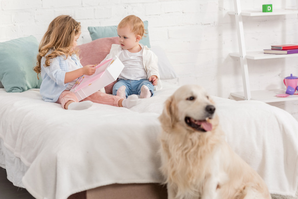 adorable kids playing on bed, golden retriever sitting near bed in children room - Foto, immagini