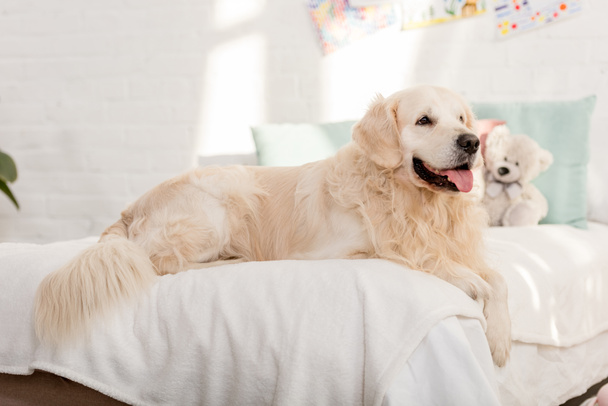 golden retriever dog lying on bed in children room - Fotoğraf, Görsel