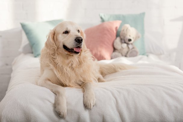 lindo perro golden retriever acostado en la cama en la habitación de los niños
 - Foto, Imagen