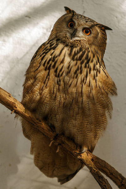 European eagle owl. Eurasian eagle owl. Close-up face. Big eyes. wisdom. The evil eye. (Owl, Bubo bubo). Big owl sits on a tree branch waiting game - Photo, Image