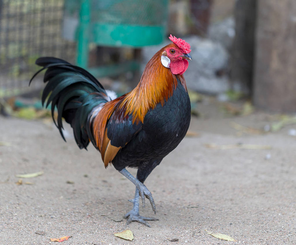 Cock - Rooster, symbol of New 2017 - according to  Chinese calendar fiery red rooster. For festive background with bird-symbol of coming of new year. Symbol of year. The rural scene on sunny day - Photo, Image