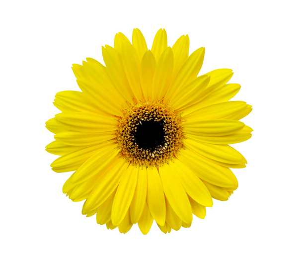 Flor de gerbera amarela
 - Foto, Imagem