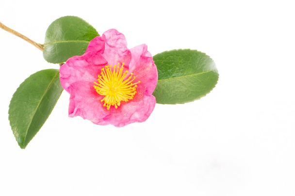 flower is blooming sasanqua - Фото, зображення