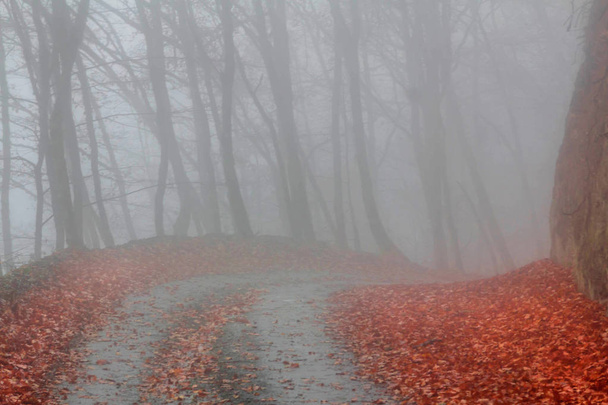 Туман в буковом лесу. Национальный парк Сочи, Кавказские горы. Россия
 - Фото, изображение