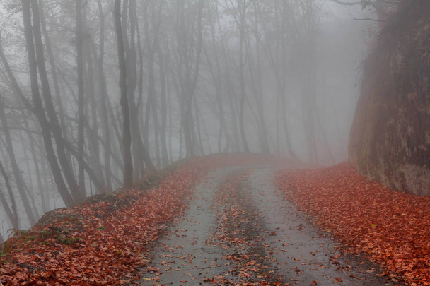 Туман в буковом лесу. Национальный парк Сочи, Кавказские горы. Россия
 - Фото, изображение