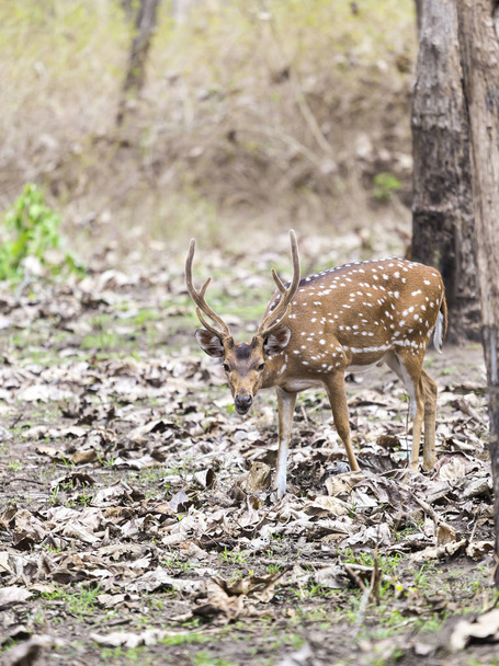 Ein Chital oder Gepardenhirsch, auch bekannt als Gefleckter Hirsch oder Achsenhirsch, Achsenhirsch, gesehen in den wilden Wäldern des Bandipur Nationalparks in Karnataka, Indien - Foto, Bild