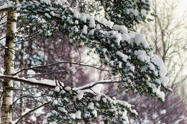 snow covered pine branches - Foto, Bild